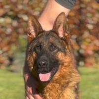 CUCCIOLONE DI PASTORE TEDESCO 24 mesi