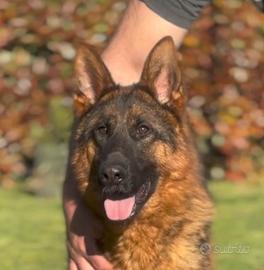 CUCCIOLONE DI PASTORE TEDESCO 24 mesi