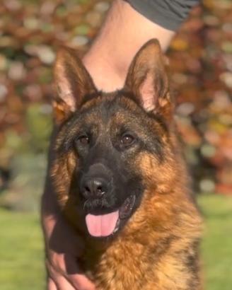 CUCCIOLONE DI PASTORE TEDESCO 24 mesi