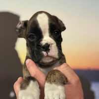 Cucciolo Boxer