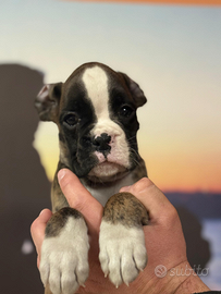 Cucciolo Boxer