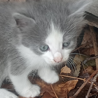 Gattini vari colori