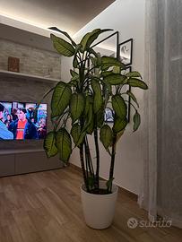 Pianta Dieffenbachia 1,50 mt