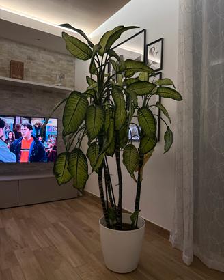 Pianta Dieffenbachia 1,50 mt