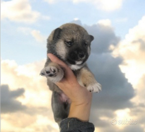 Shiba INU pedigree Enci