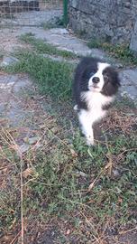 Border collie cuccioli maschi Super promo Top