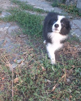 Border collie cuccioli maschi Super promo Top