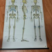 stampe per studio medico