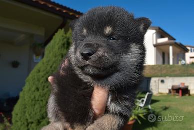 Cuccioli di Shiba Inu - Mantello e Sesamo