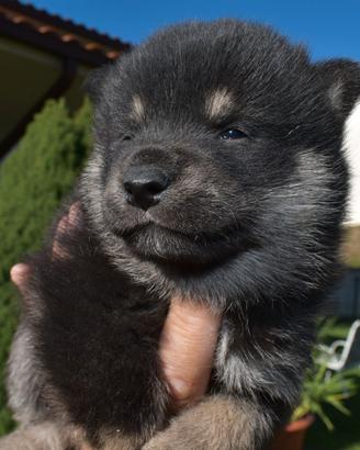 Cuccioli di Shiba Inu - Mantello e Sesamo