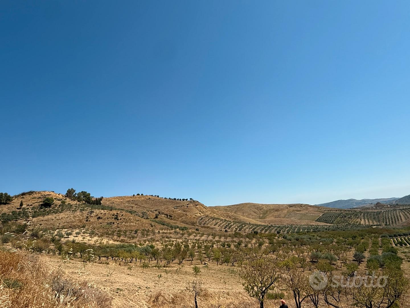 8 tumoli piantato con mandorle e olive - Vista 5