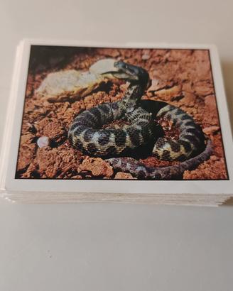 Figurine Panini Zoo Parade 1982