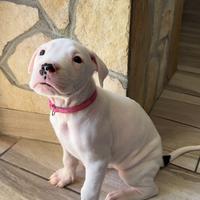 Cucciole dogo argentino