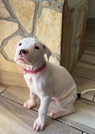 Cucciole dogo argentino