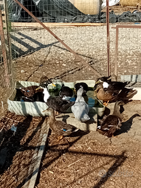 Anatre Pechino e germanate