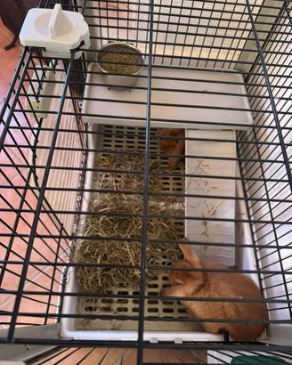 Conigli nani ariete