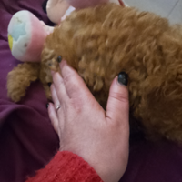 Minitoy Barboncina Red chiaro