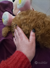 Minitoy Barboncina Red chiaro