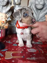 Bassotta arlecchino piebald