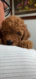 Cuccioli barboncino