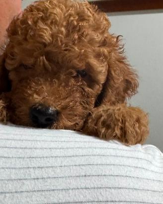 Cuccioli barboncino