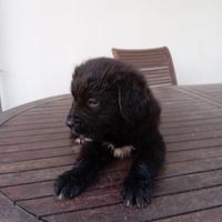 Cuccioli di cane corso taglia grande