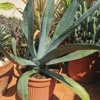 Agave