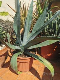 Agave