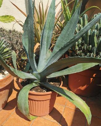 Agave