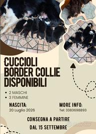 disponibili cuccioli di border collie 