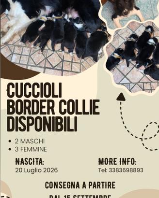 disponibili cuccioli di border collie 