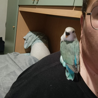 Inseparabili roseicollis