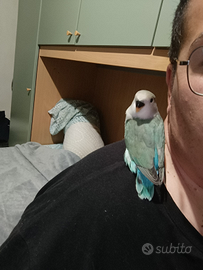 Inseparabili roseicollis