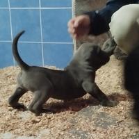 Super cuccioli di cane corso