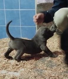 Super cuccioli di cane corso