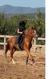 Cavalla Anglo Araba 6 anni 1,50 cm