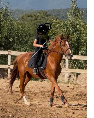 Cavalla Anglo Araba 6 anni 1,50 cm