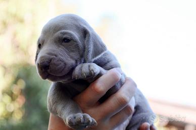 Cuccioli Weimaraner