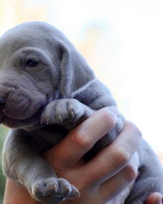 Cuccioli Weimaraner