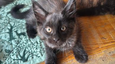 Cuccioli maine coon manto black smoke
