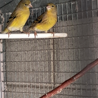 F 1 Lucherini Testanera X Canarina