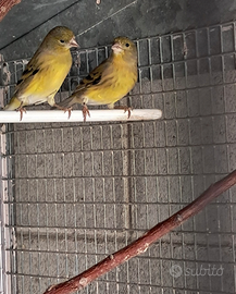 F 1 Lucherini Testanera X Canarina