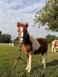 Pony puledri
