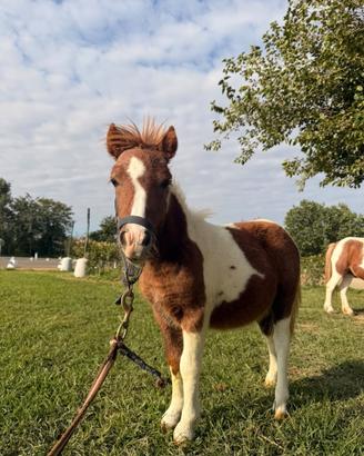 Pony puledri