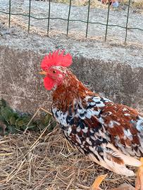 Galline