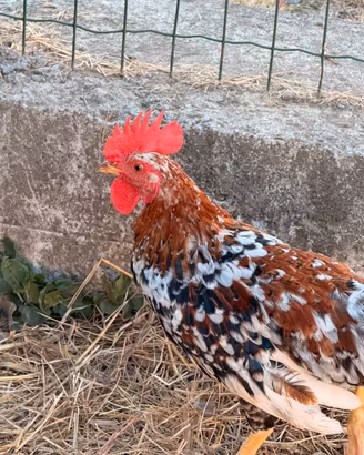 Galline
