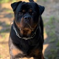 Rottweiler maschio disponibile per Monta
