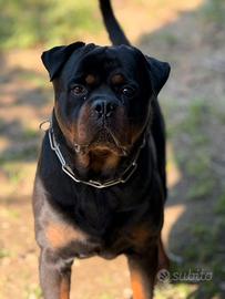Rottweiler maschio disponibile per Monta