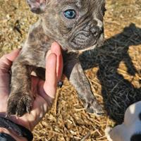 Cuccioli Bulldog francese