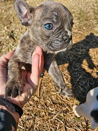 Cuccioli Bulldog francese